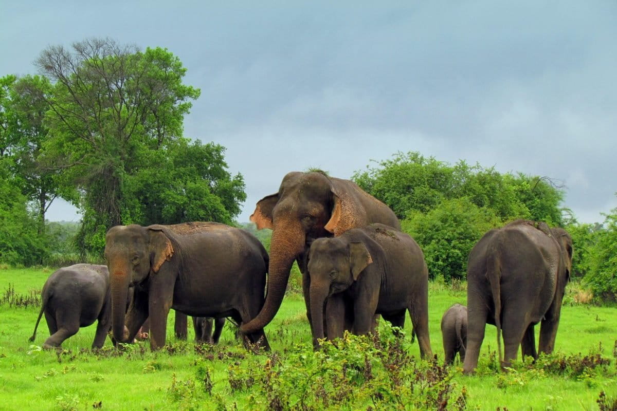 6-Day Big Game Safari: Elephants, Leopards & Birds - Sri Lanka Tour