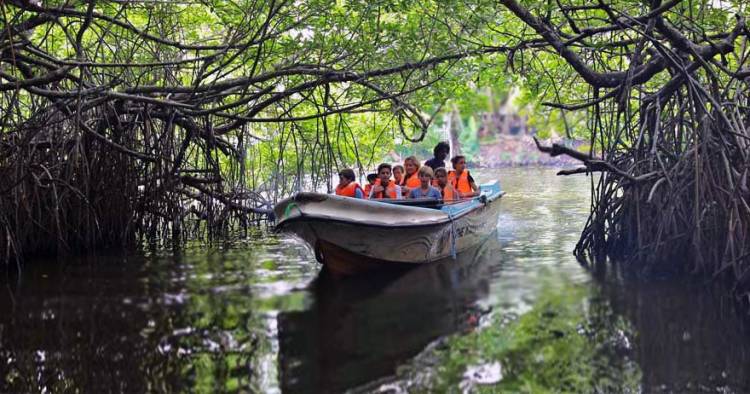 Madu Ganga river safari through mangrove tunnels near Bentota