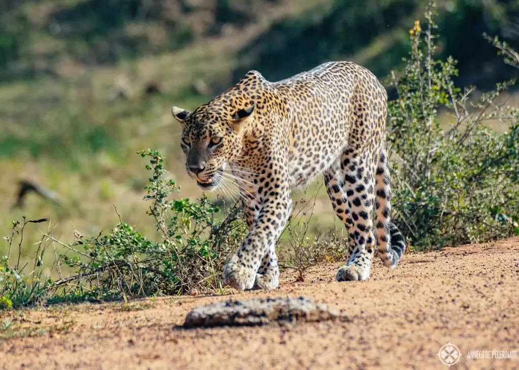 11-Day Secret Sri Lanka & Luxury Safari Hideaway - Sri Lanka Tour