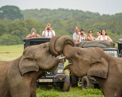 The Great Elephant Gathering at Minneriya National Park reservoir