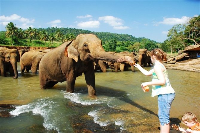 Pinnawala Elephant Care & Kandy Temple of the Tooth Day Tour - Sri Lanka Day Tour