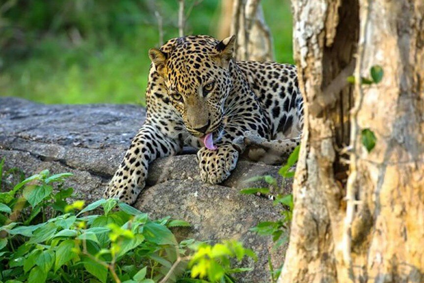 Sri Lankan leopard safari game drive in Yala National Park