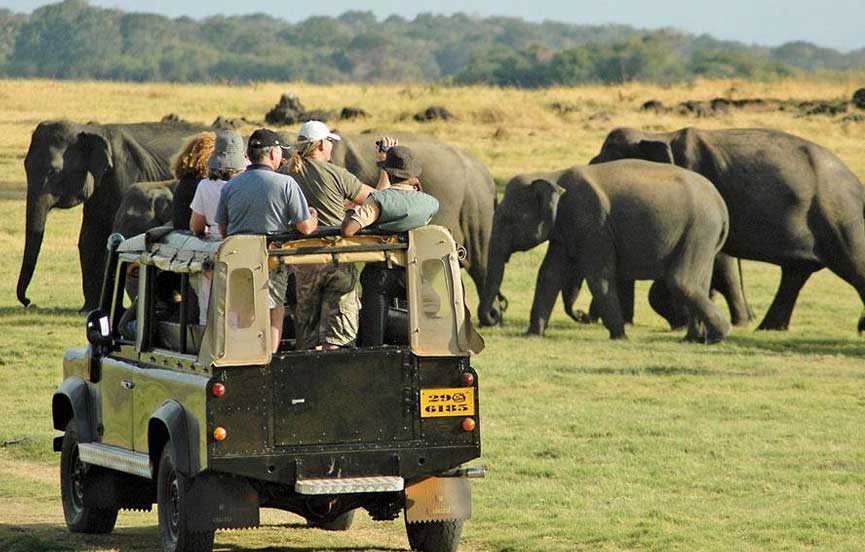 Wild Asian elephants by the waterholes in Yala